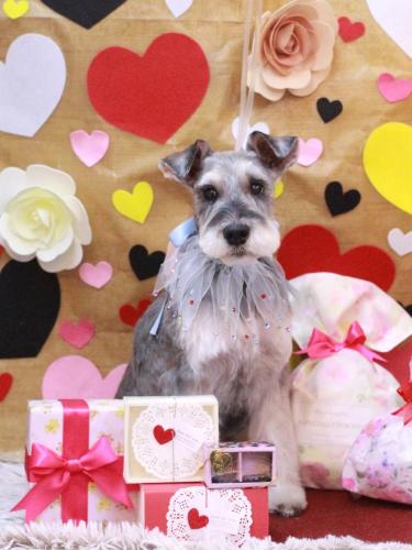 20230203小鉄くん